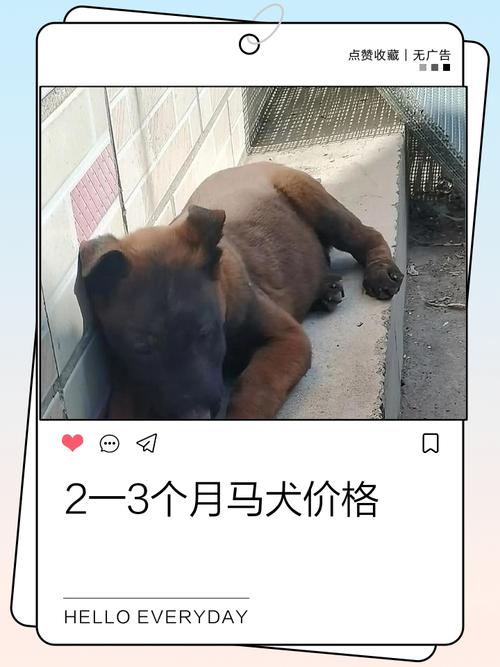 w4-汪汪-1874079000是什么意思？