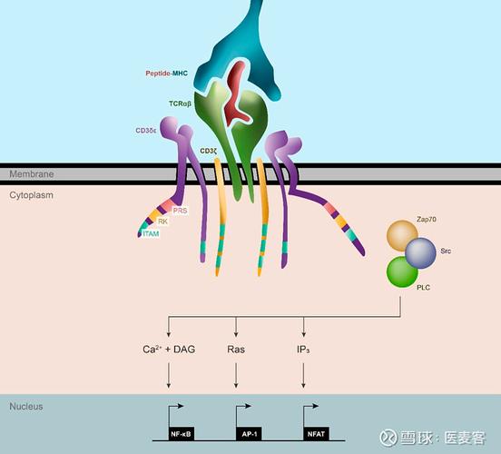 复合类型(3)C是什么？