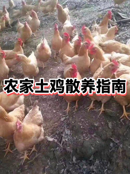 如何通过网站建设与优化助力农家鸡养殖企业抢占市场先机？