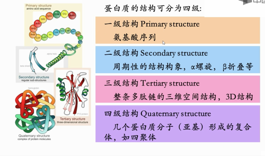 蛋白质一级结构数据库具体指的是什么？