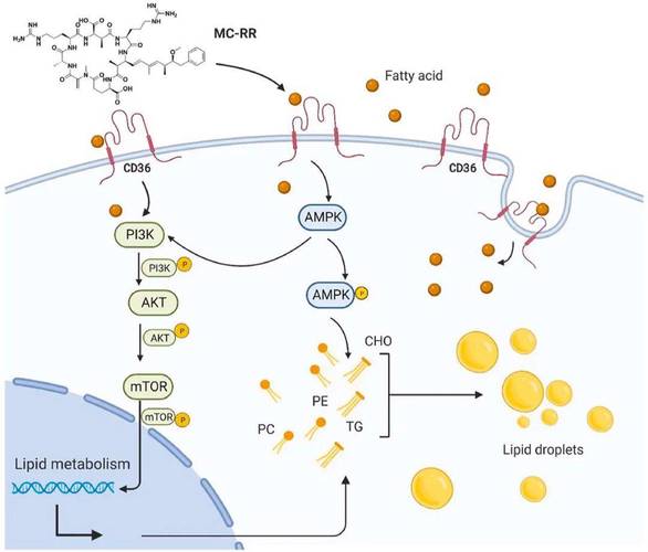 Laravel中.env文件究竟有什么神奇作用？