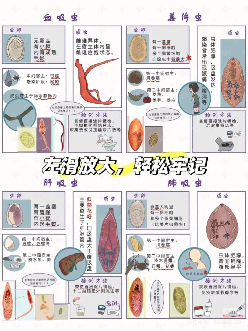 百度寄生虫与排名代发，真相与误解究竟是什么？
