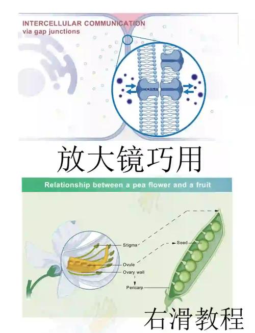 如何用原生JS制作一个响应式放大镜效果？
