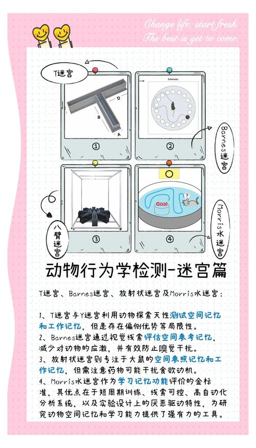 迷宫探索实验中，如何高效寻找长尾词路径？