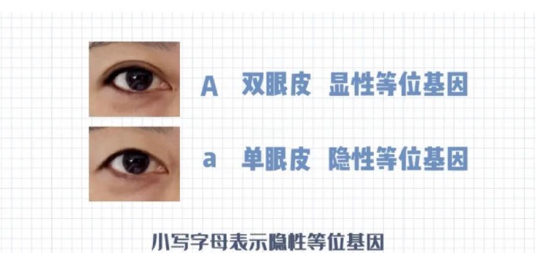 猫遗传基因数据库具体包含哪些遗传信息？