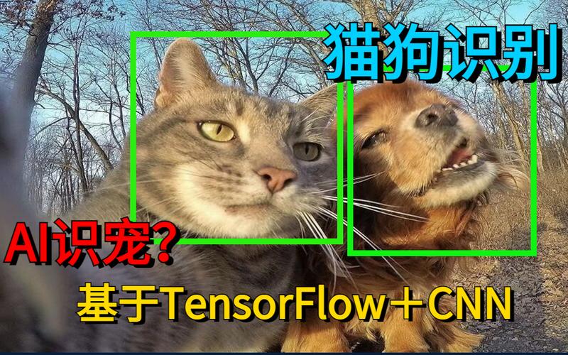 如何在Colab上使用TensorFlow实现猫狗识别代码的运行？