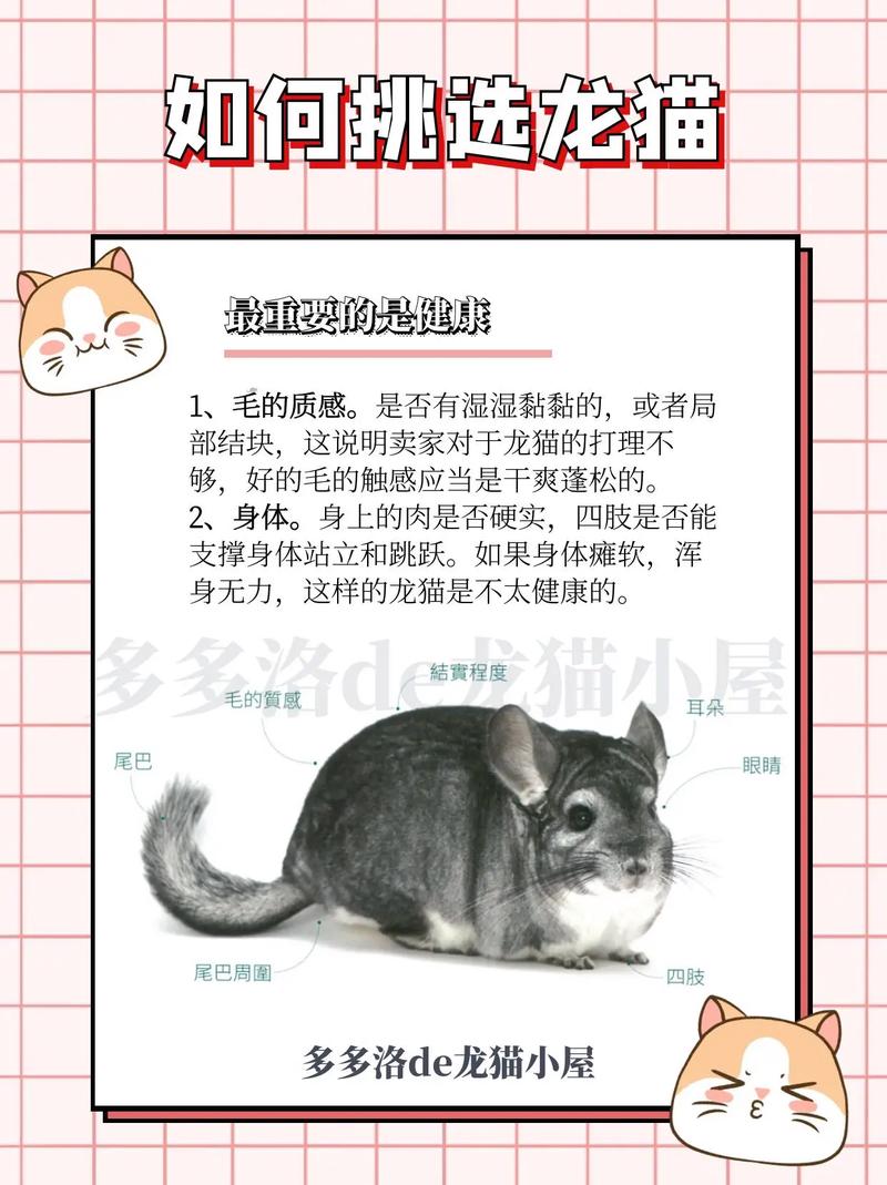 如何选择你心仪的宠物？