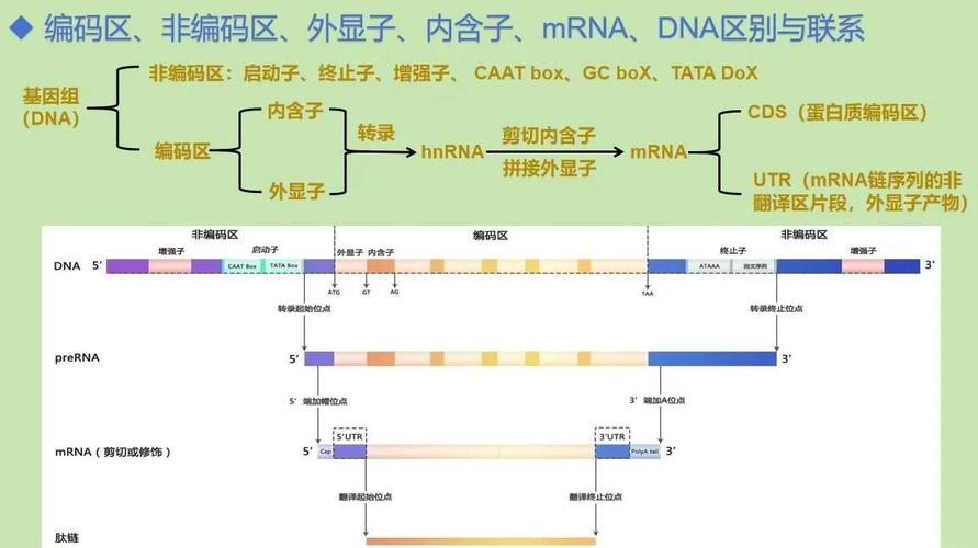 猴基因组数据库具体指的是什么？
