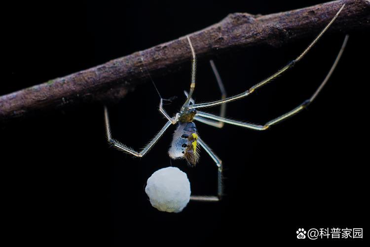 黑帽SEO、蜘蛛池、寄生虫、站群，它们之间有何本质区别？