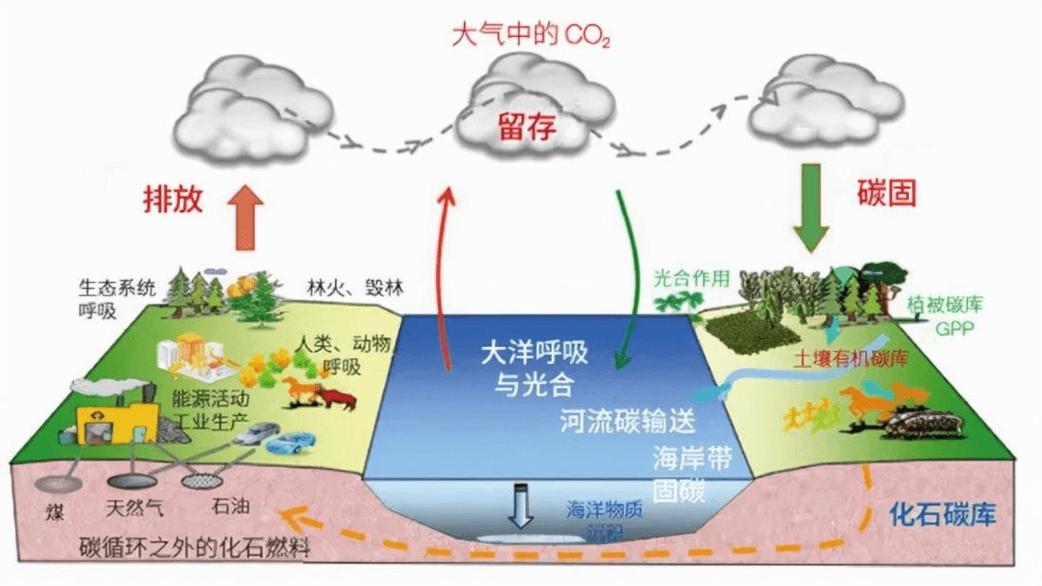 碳循环功能基因数据库具体包含哪些基因信息？