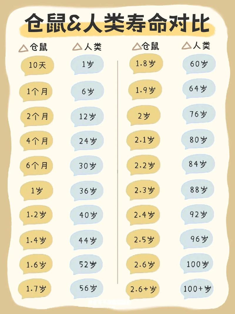 胖鼠如何从圆润蜕变为小巧，开启健康生活之旅？