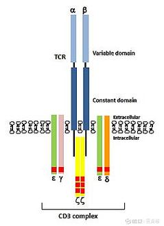 复合类型(3)C是什么？