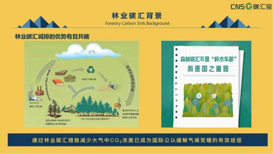 林业碳汇项目周期各阶段特点有哪些？