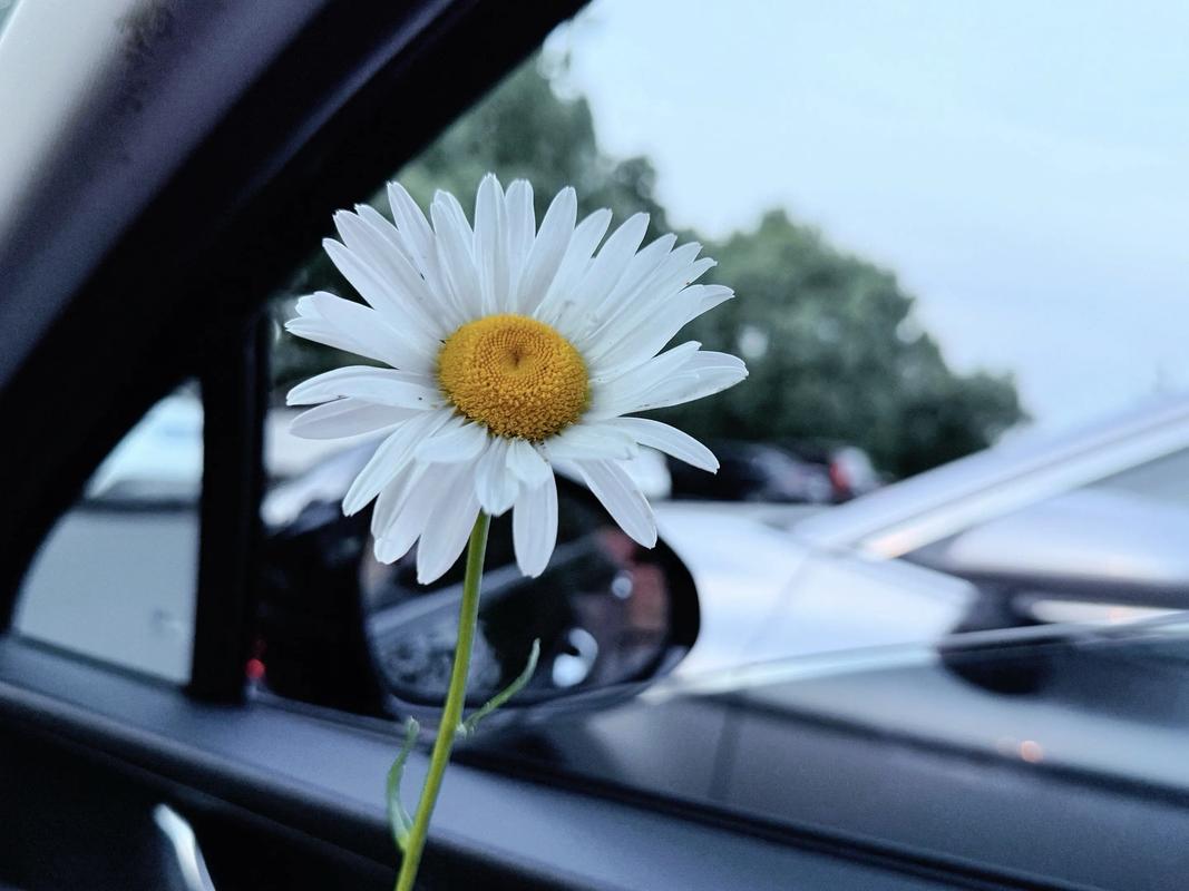 小雏菊SEO如何实现崛起，成为行业佼佼者？