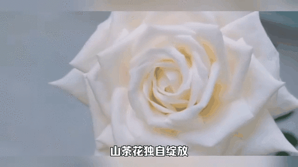 如何用JavaScript编写一个从含苞到绽放的玫瑰动态效果？