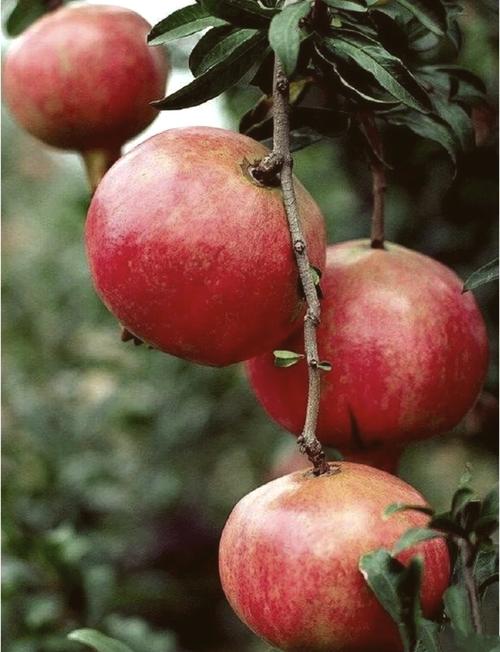 百度石榴算法如何有效打击低质内容，从而显著提升用户搜索体验？