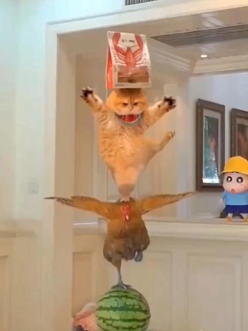 猫为何会如此优雅地摆出金鸡独立的独特站姿呢？
