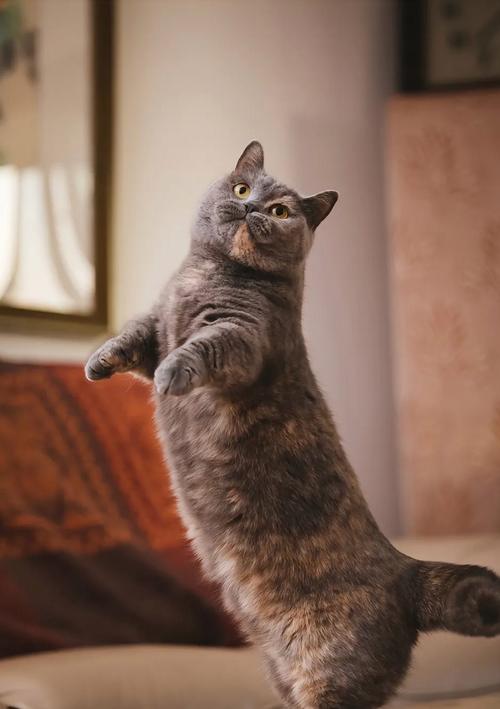 猫为何会如此优雅地摆出金鸡独立的独特站姿呢？
