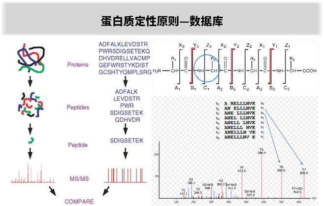 蛋白质上下游数据库具体是用于什么目的的？