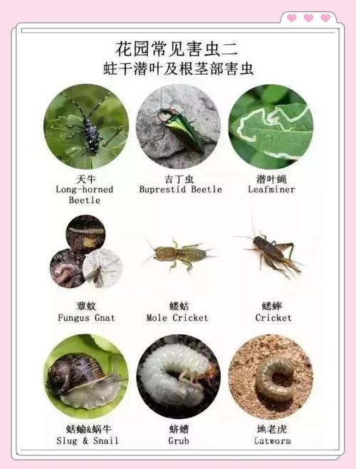 植物病虫害识别数据库是用来做什么的？