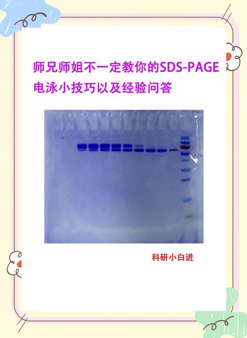 SDS检测方法有哪些具体步骤？