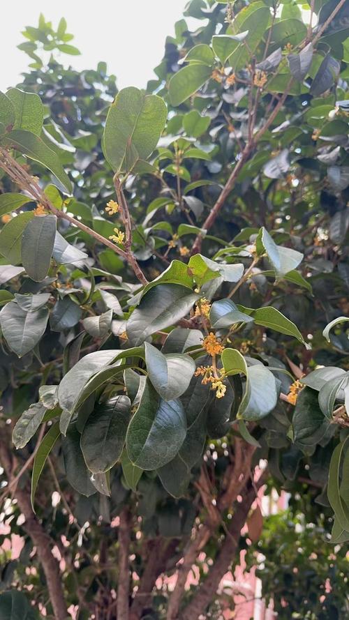 如何通过焕新老店，攀登行业高峰呢？