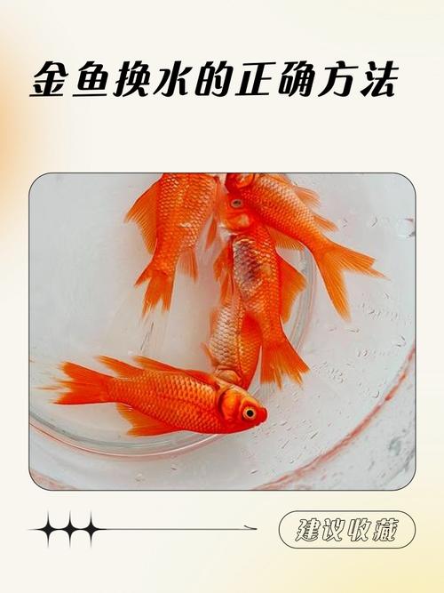 如何轻松钓到微信小程序推广金鱼的小技巧？
