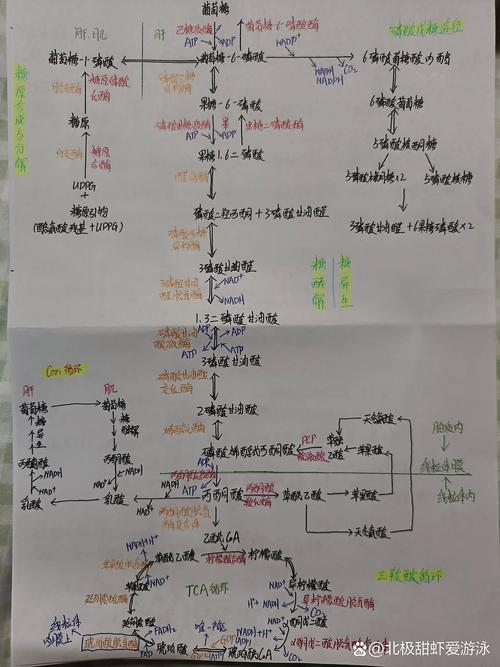 糖代谢相关基因数据库具体是哪个？