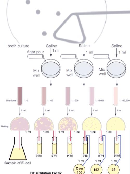 AcWing 860. 染色法如何判定二分图？