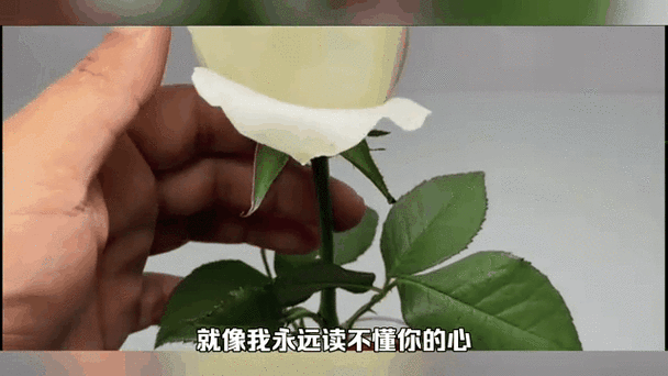 如何用JavaScript编写一个从含苞到绽放的玫瑰动态效果？