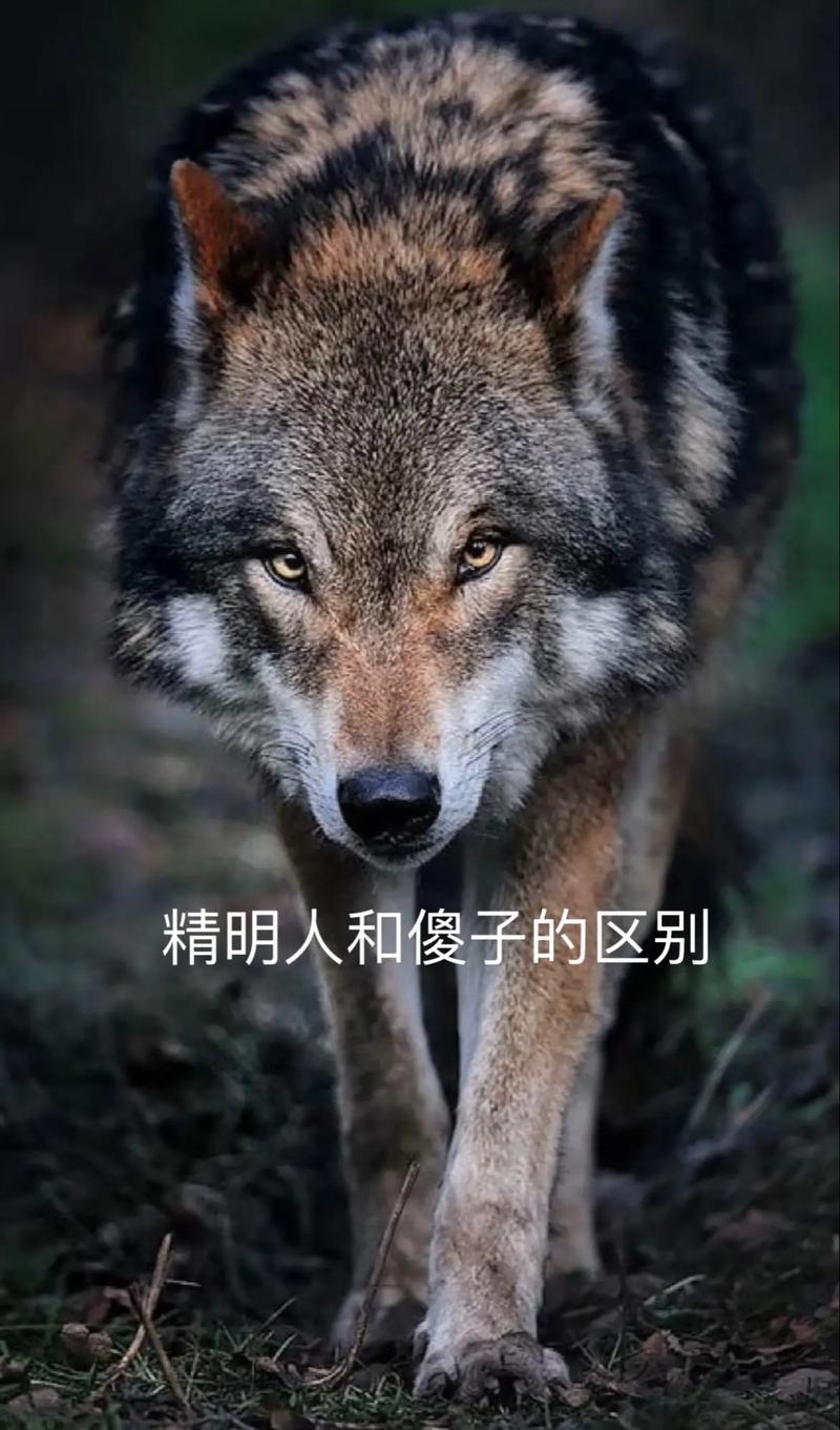 谁比谁更聪明：普通人、傻子还是程序员？