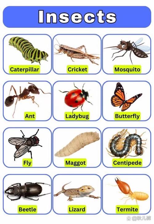 What is the smallest insect known as an ant?