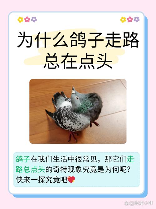 抖音飞鸽知识库究竟隐藏着哪些不为人知的奥秘？