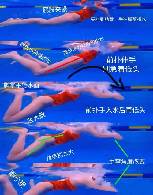 蛙泳自由泳与蛙泳仰泳在泳姿、呼吸和身体姿势上有哪些根本的不同之处？