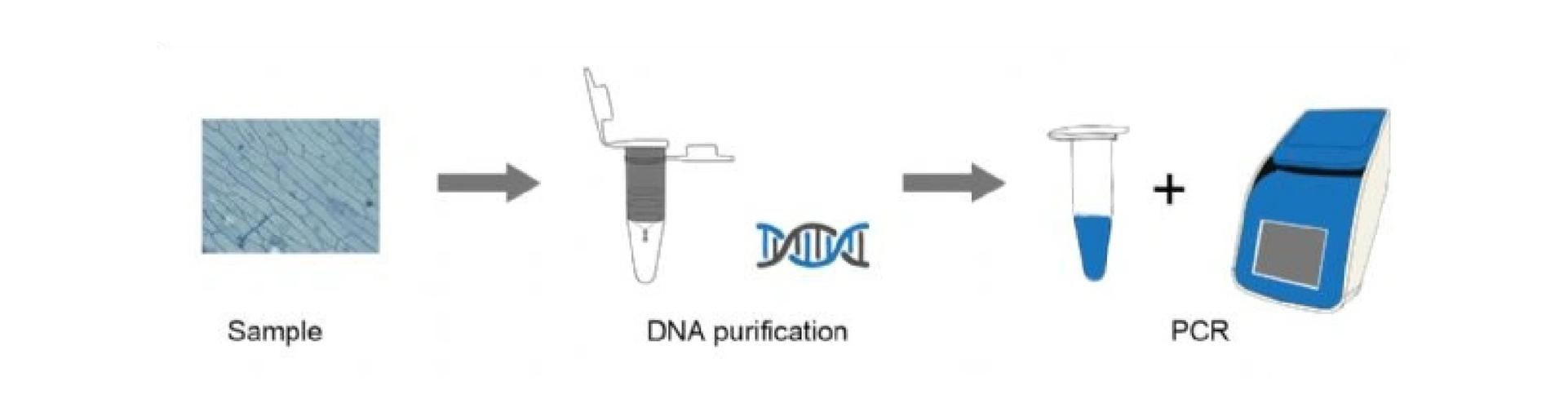 有哪些技术可以实现向细胞内高效导入DNA？
