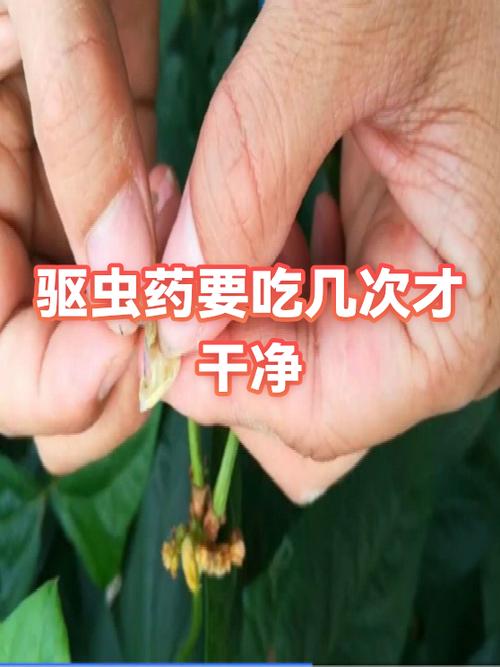 百度寄生虫交易背后是否存在真相揭秘的陷阱？