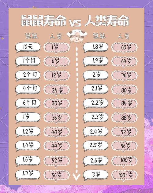 乾务SEO优化，仓鼠睁眼速效，有没有什么快速提升排名的好方法？