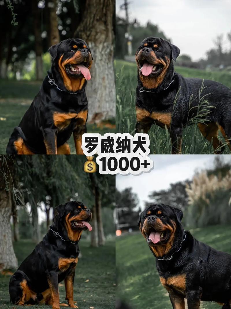 安全狗有哪些独特功能,能带来哪些全面价值?