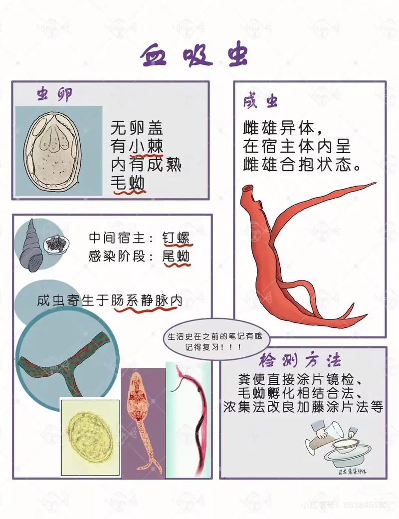 百度寄生虫与排名代发，真相与误解究竟是什么？