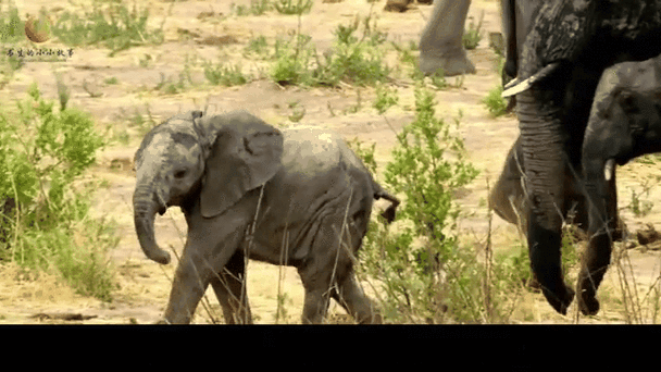 PHP大象真的跑起来了，有屏幕录像吗？