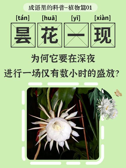 刀郎在百度排行榜上的崛起与沉浮，是策略的昙花一现吗？