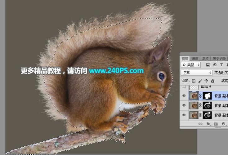 如何用Photoshop通道快速抠出毛茸茸小松鼠的细节毛发？