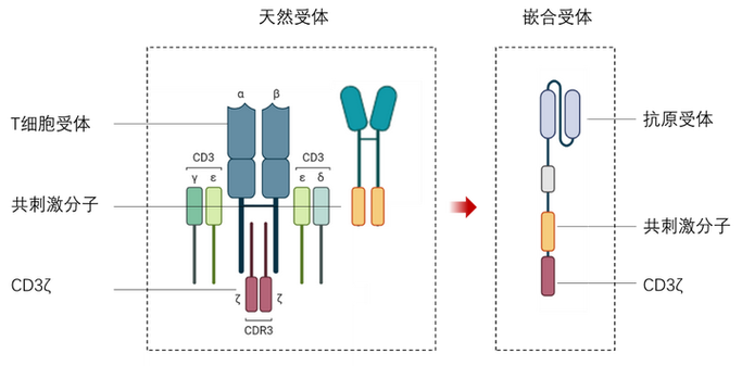 filopt_t结构体是什么？能否详细介绍一下？