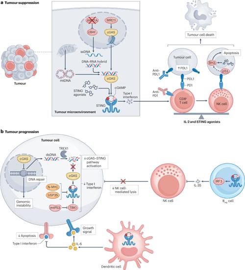 CGAMP：生物信号分子背后的神秘机制究竟是怎样的？