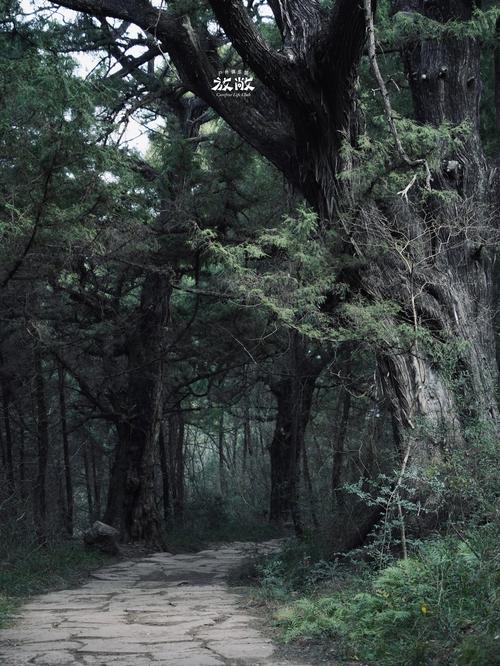 这棵树上的路径，你能带我去哪儿？