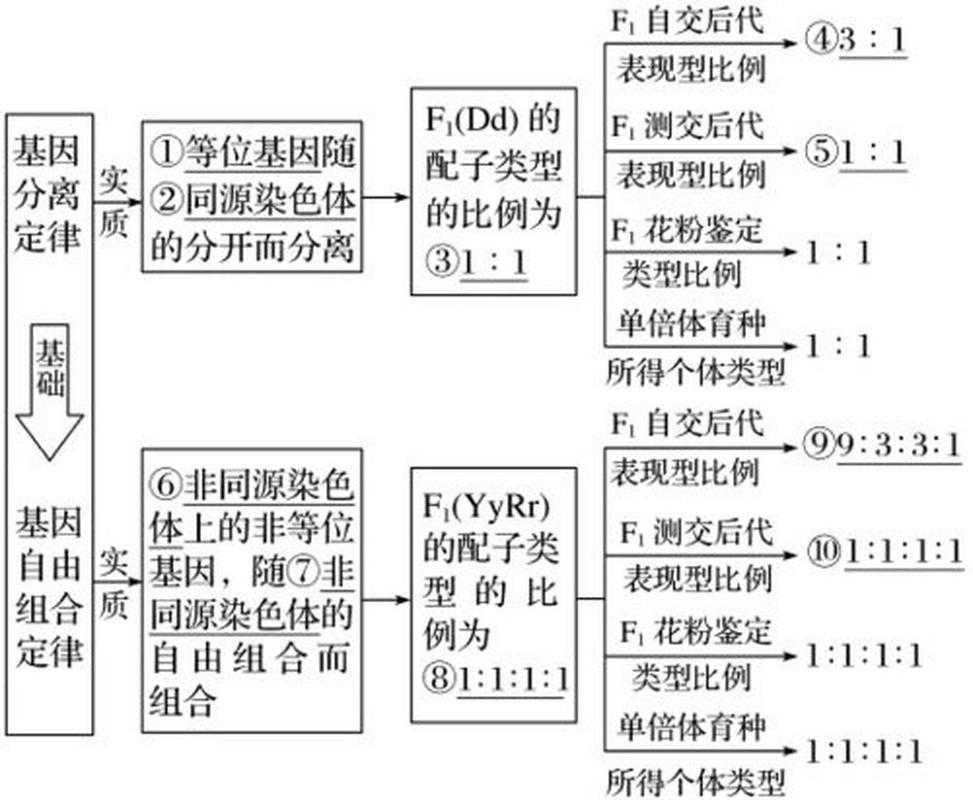 等位基因数据库具体指的是什么？