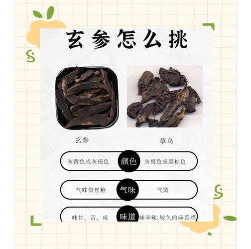 渝北网站建设深度解析，玄参拼音是什么意思？