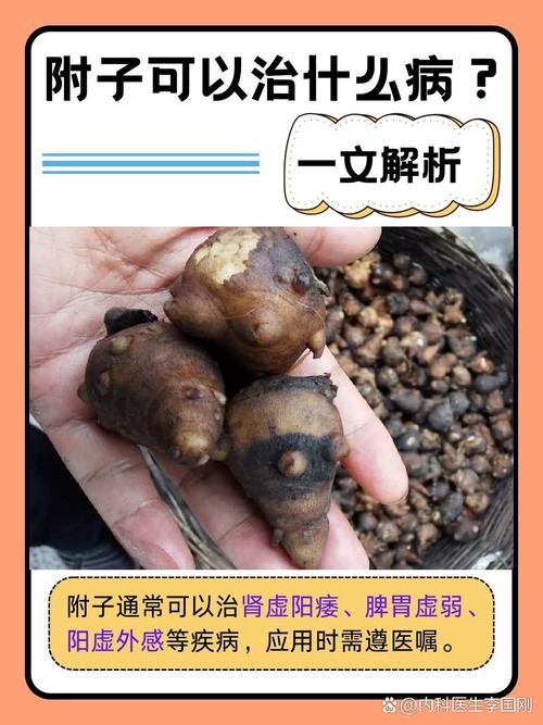 附子SEO的全称是什么？
