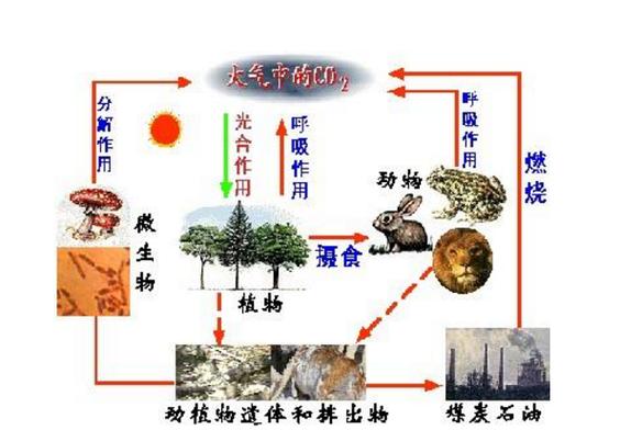 碳循环功能基因数据库具体包含哪些基因信息？