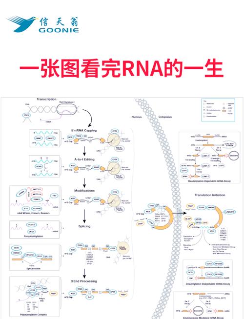 如何使用Python实现核酸序列向氨基酸序列的转换？